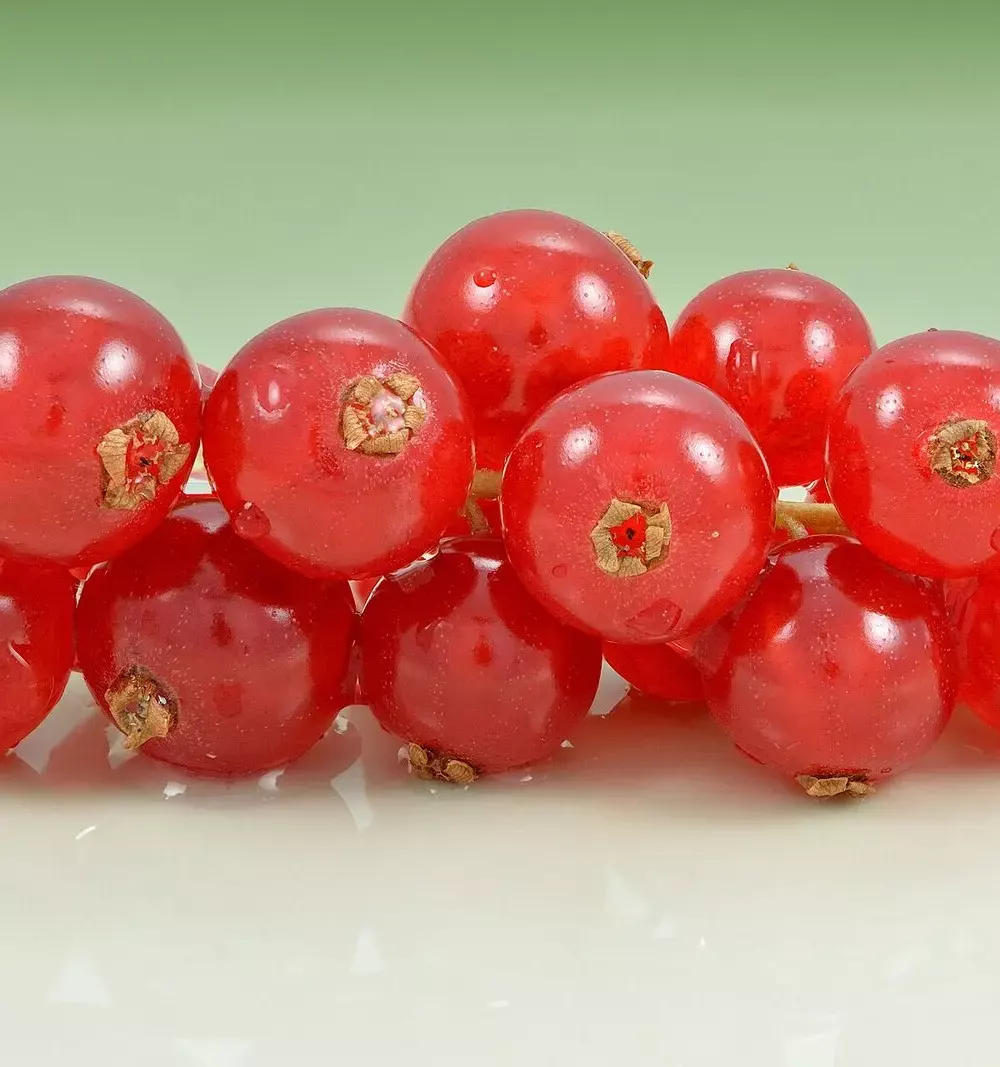 Grappe de groseilles rouges translucides détachée sur fond clair
