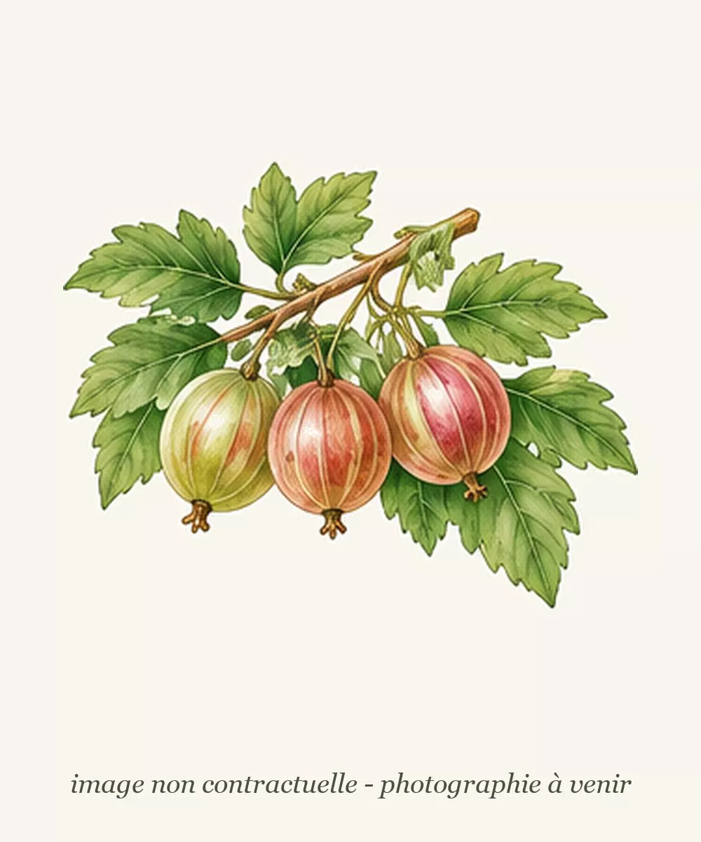 Dessin de groseillier à maquereau d'après l'affiche de la pépinière, image non contractuelle