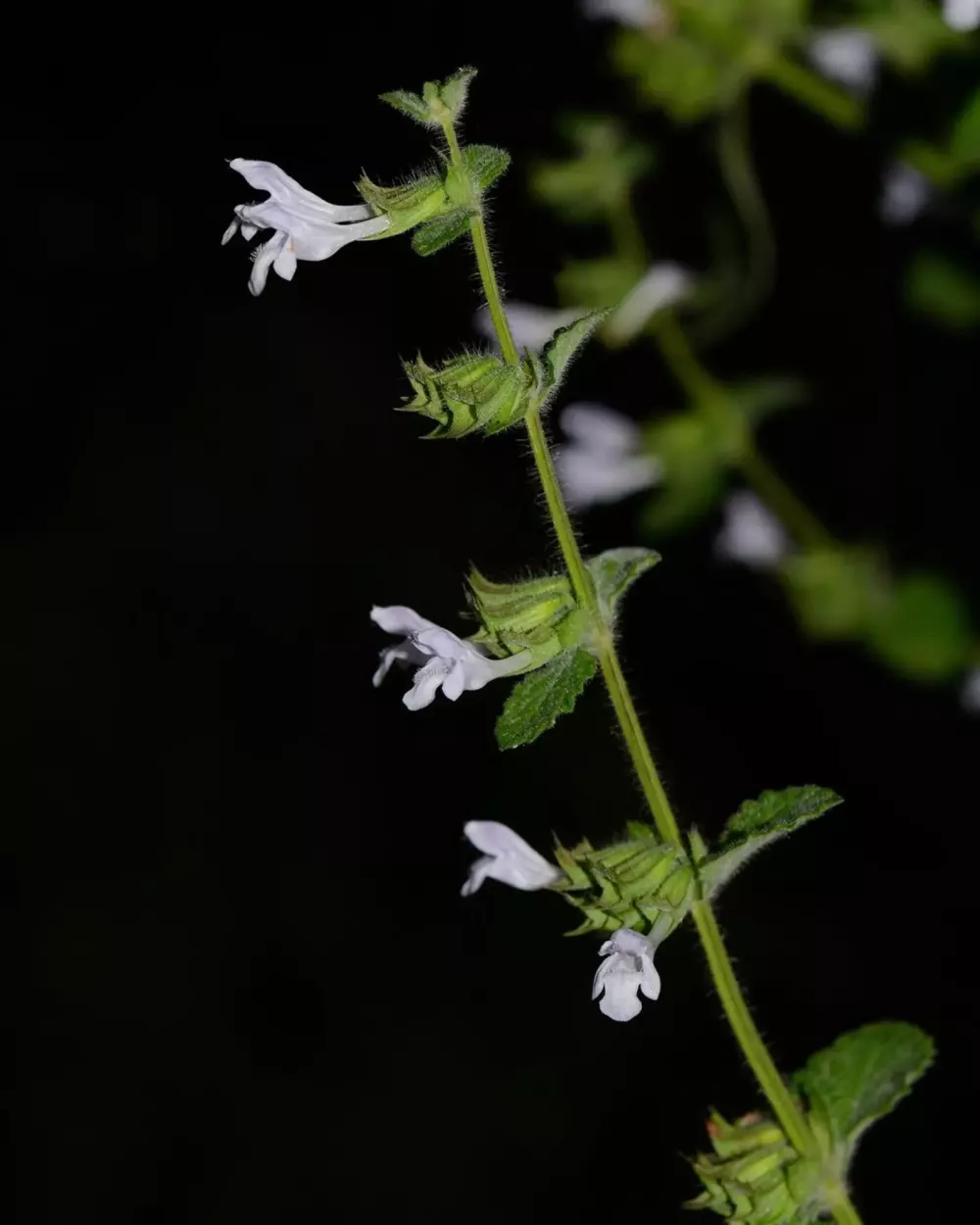 Tige fleurie de mélisse officinale, petites fleurs blanches à l'aisselle des feuilles