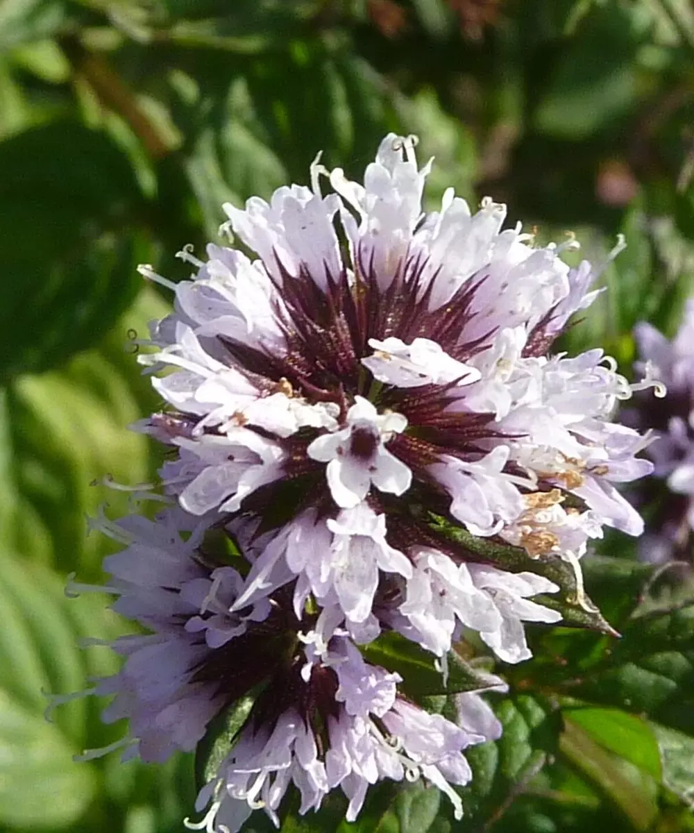 Épi de fleurs mauves de menthe bergamote en gros plan