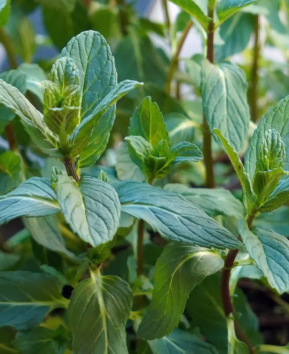 Feuilles allongées et dentées de menthe verte