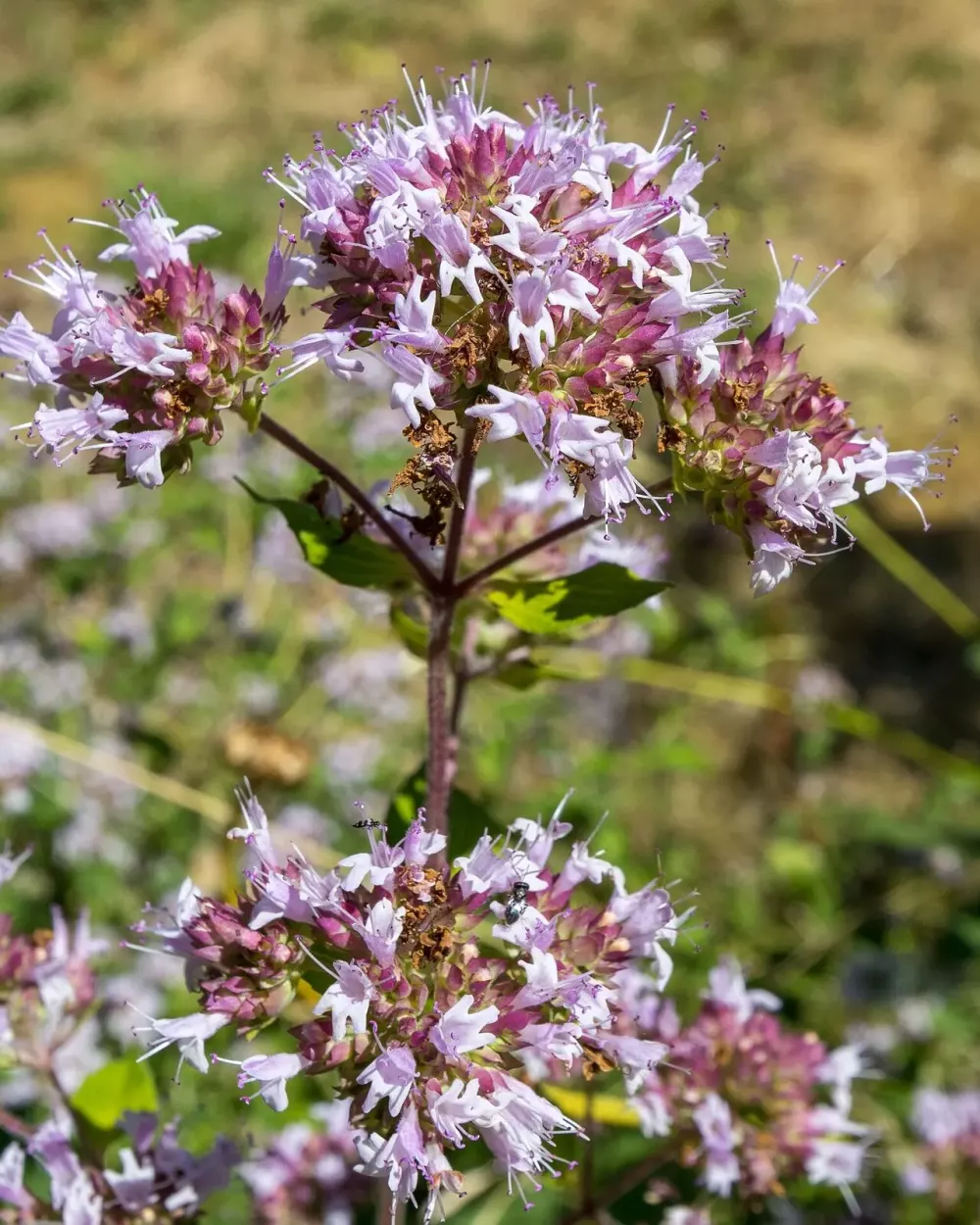Fleurs roses d'origan en corymbes lâches au-dessus du feuillage