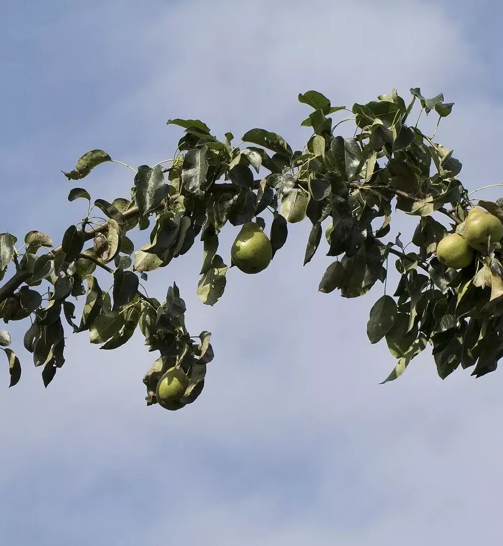 Poires suspendues à une branche de poirier se détachant sur le ciel