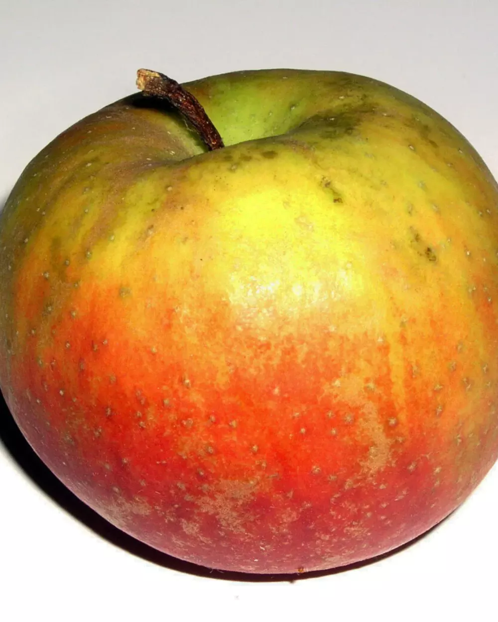 Pomme Belle de Boskoop à la peau jaune lavée de rouge et rugueuse, sur fond blanc