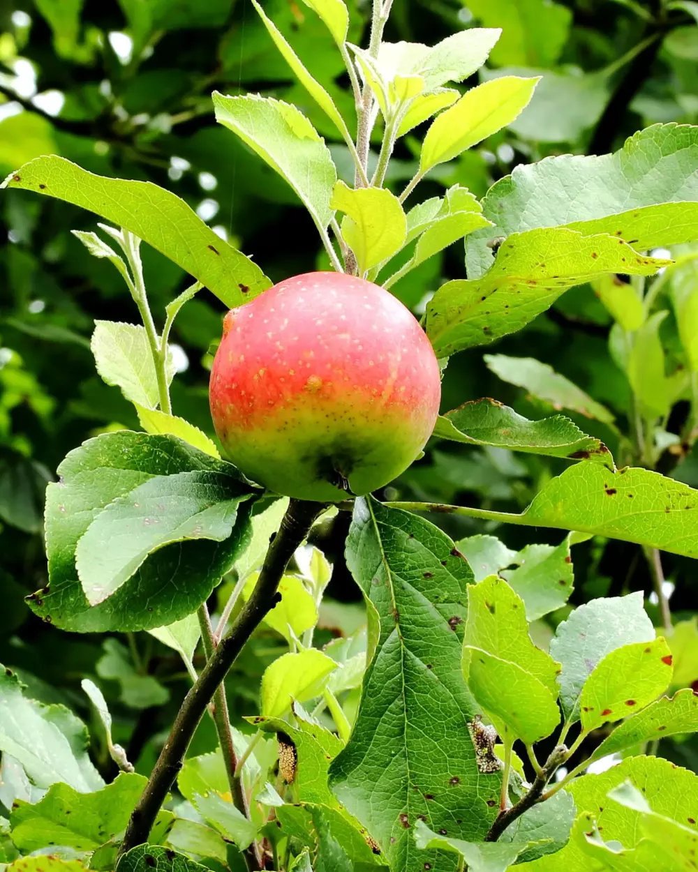 Pomme rouge encore accrochée à sa branche, entourée de feuillage