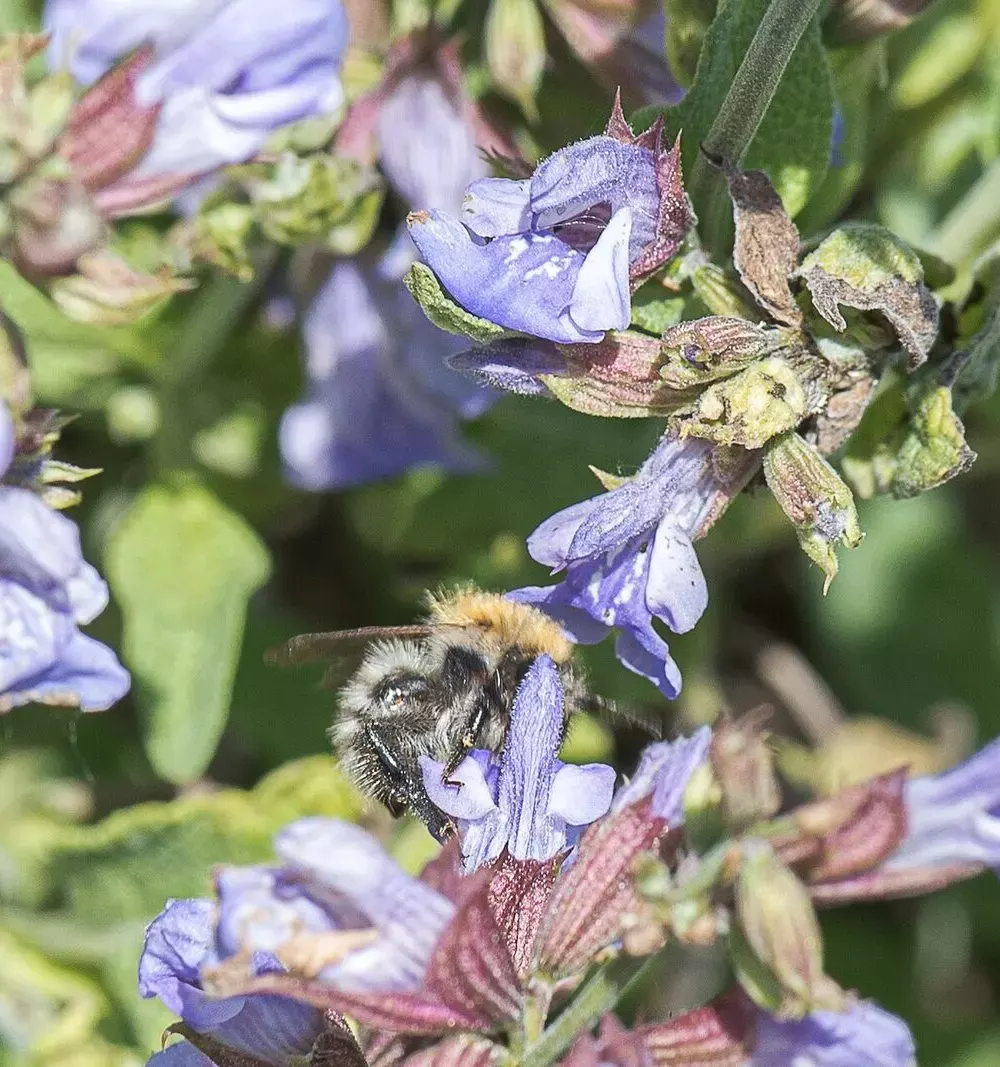 Fleurs bleu violet de sauge officinale visitées par une abeille