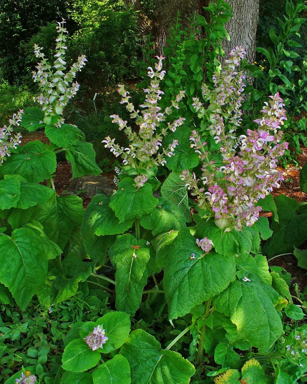 Pied de sauge sclarée en fleurs, bractées roses au-dessus d'un feuillage gaufré