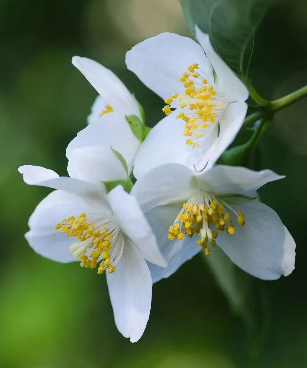 Fleurs blanches de seringat à quatre pétales et étamines jaunes