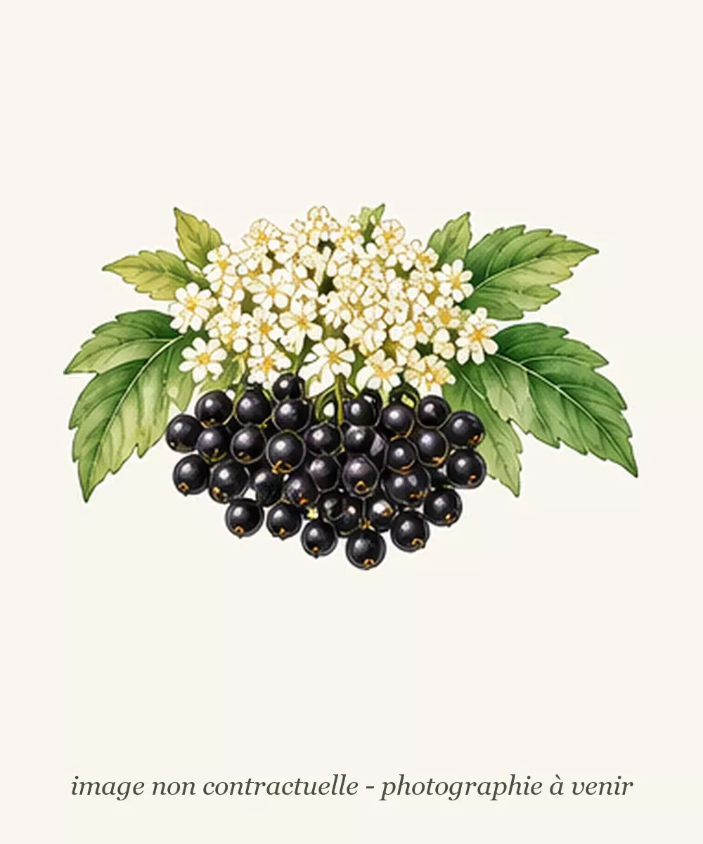 Dessin de sureau d'après l'affiche de la pépinière, image non contractuelle