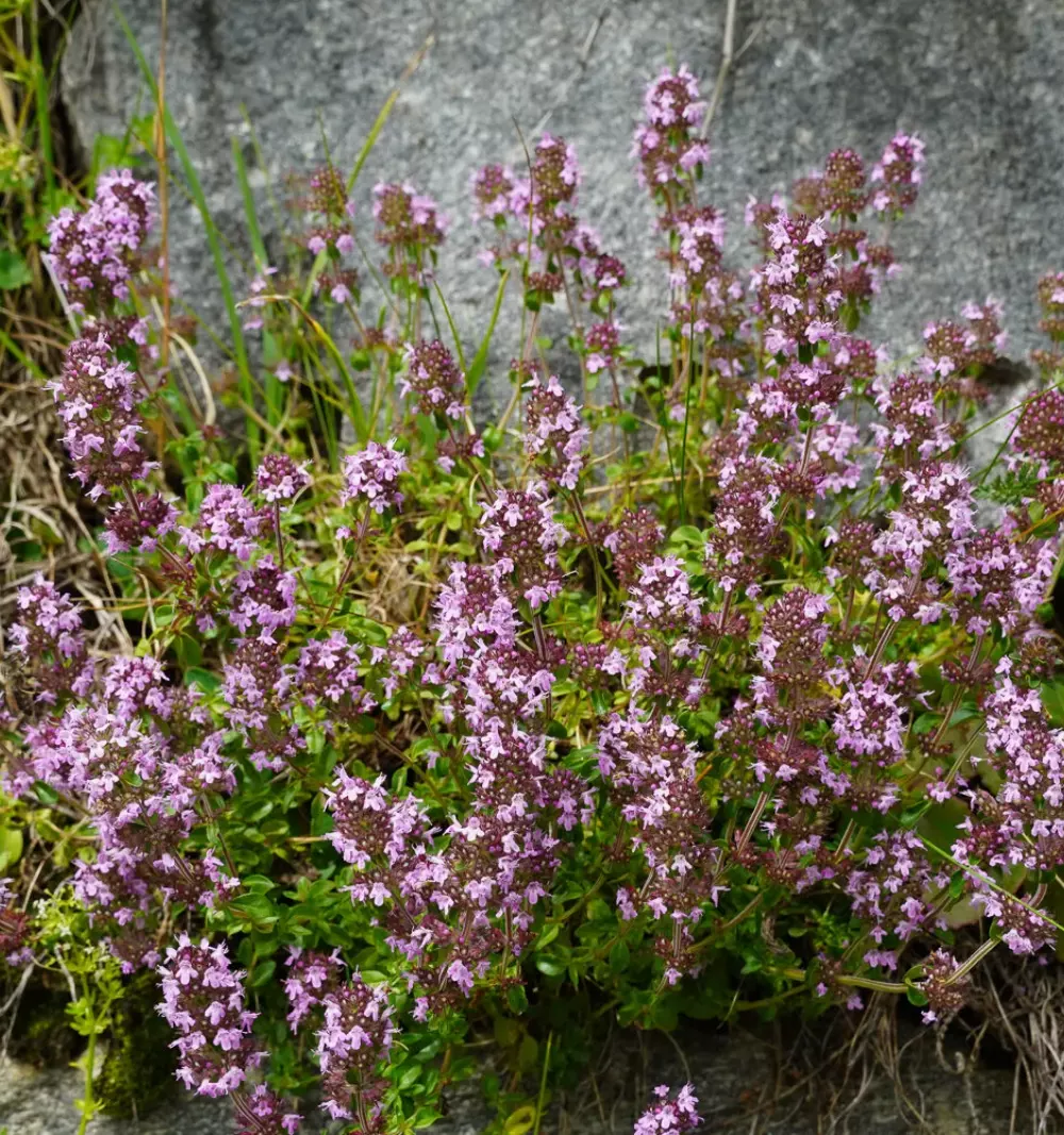 Coussins de thym commun en fleurs mauves au bord d'un chemin