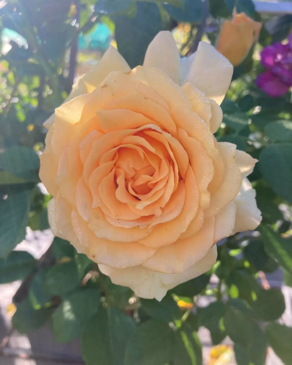 Deux roses rose pâle en coupe, très doubles, sur un rosier palissé