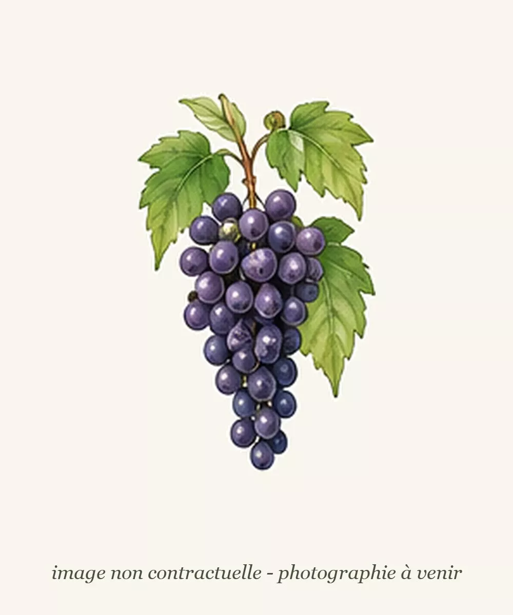 Dessin de vigne d'après l'affiche de la pépinière, image non contractuelle