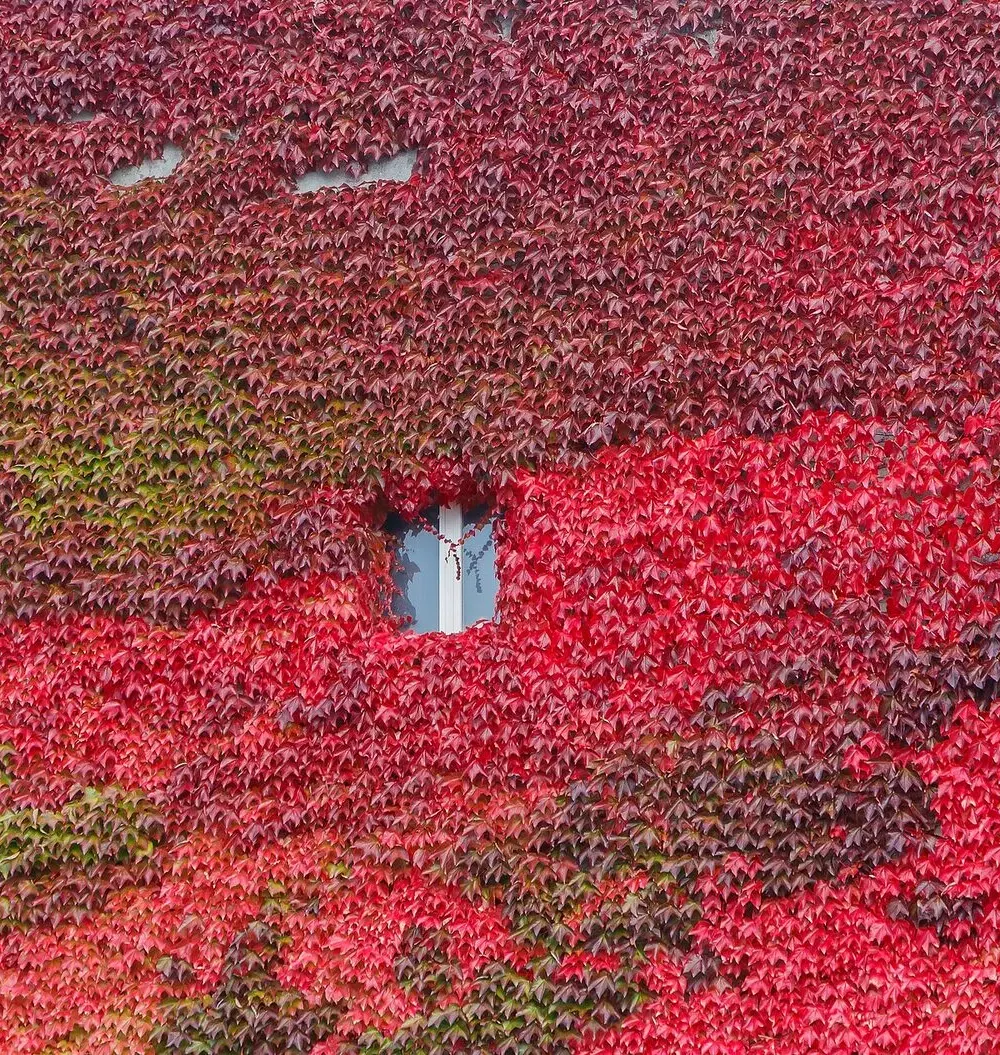 Mur entièrement couvert de vigne vierge aux feuilles rouge vif en automne